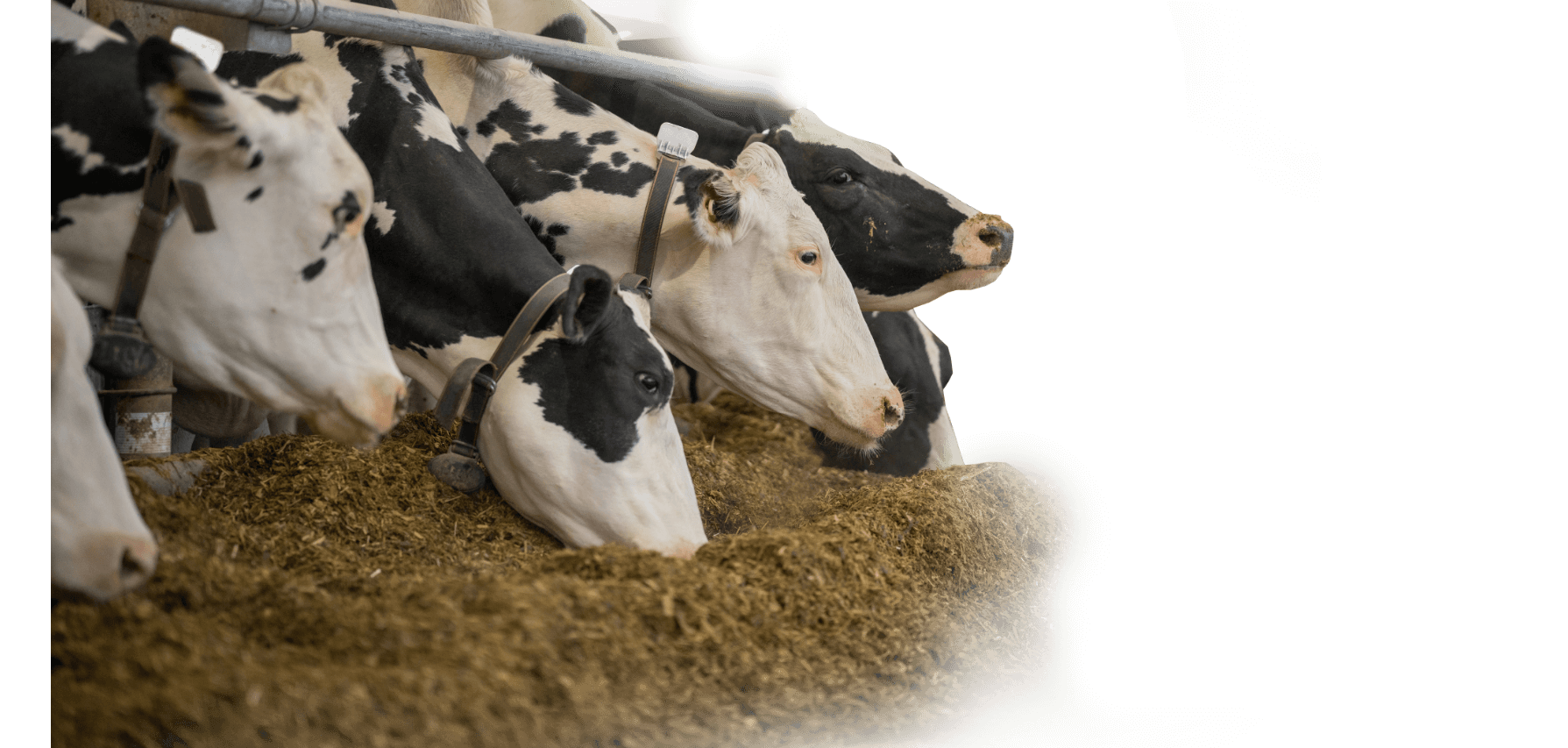Ecofeed