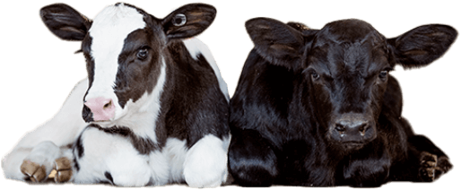 heifers